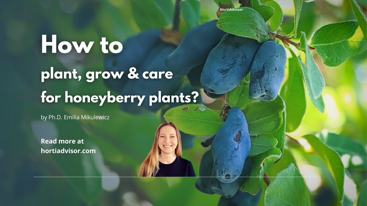 HortiAdvisor's tweet photo. This article will cover all aspects of growing and caring for your backyard honeyberry plant: from growing, and planting tips and advice, care instructions through winter months, and more.

#honeysuckle #honeyberry #gardening https://t.co/1LJus7M7Fn