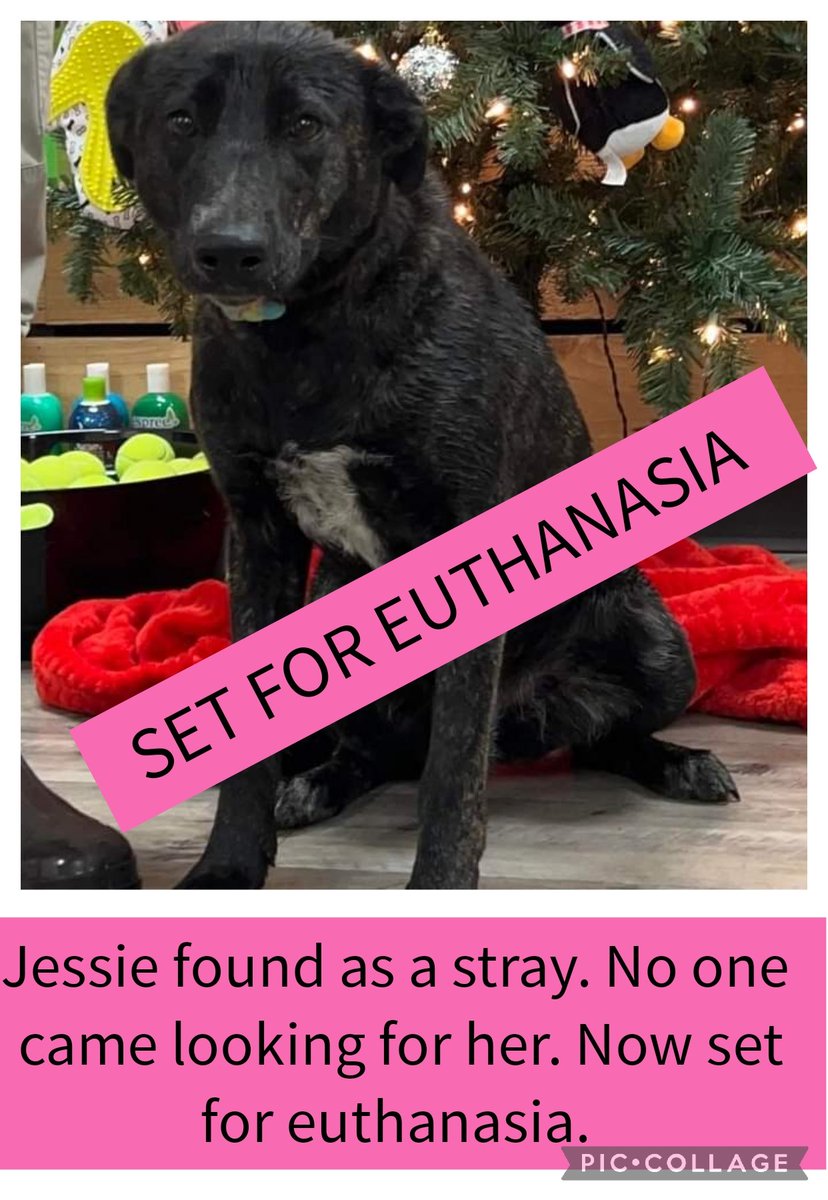 carawil17888192's tweet photo. EU LIST and Can be EU for space. 

***URGENT RESCUE NEEDED*** 

Jessie found as a stray. No one came looking for her. Now set for euthanasia. We

Needs shares for a rescue to save his life

A51734757
1.6 year
Female
Mix

Mt Pleasant, TX

https://t.co/dWvdJHeel8 https://t.co/Rmi8yQeqAp