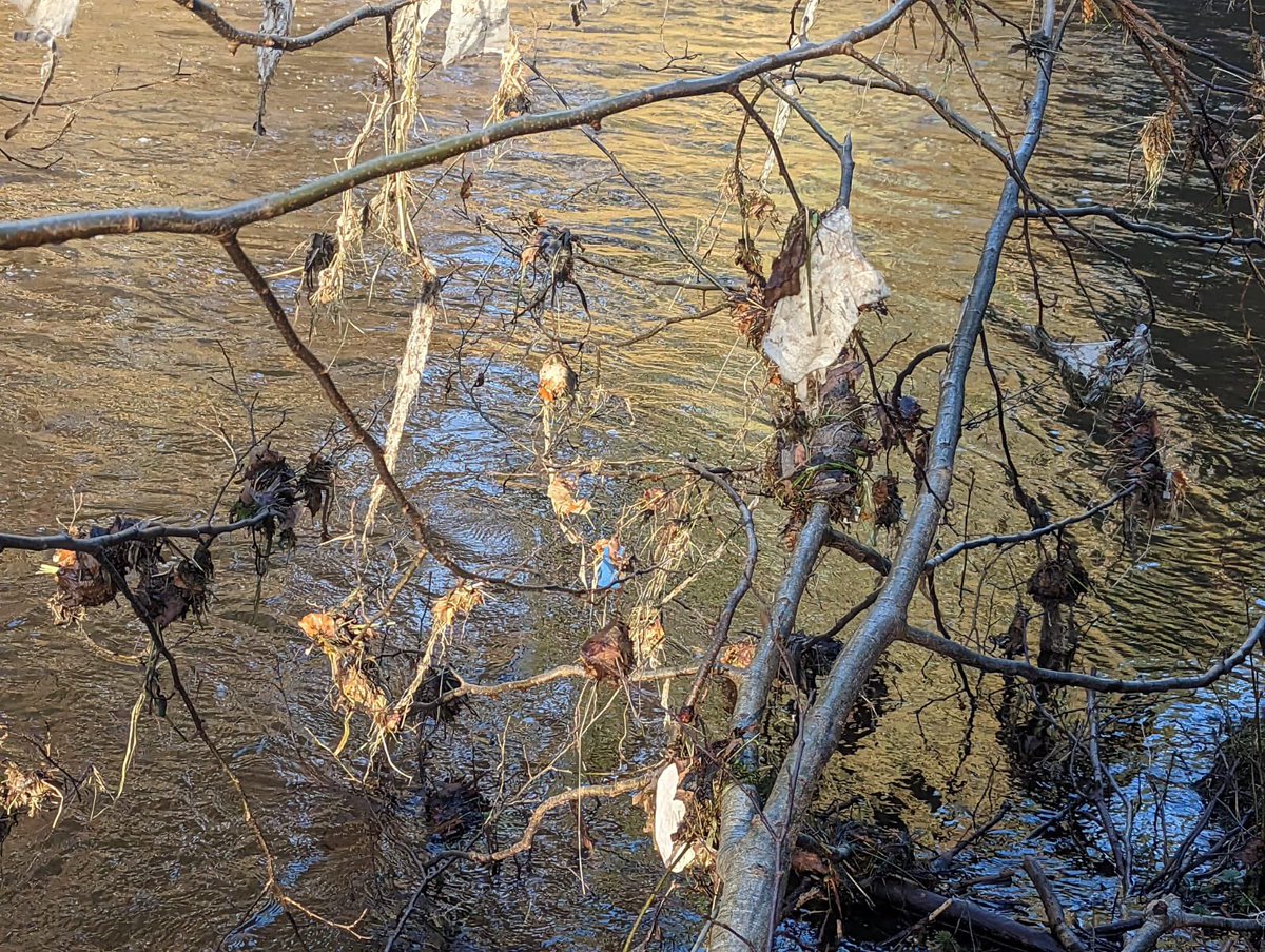 Action4Almond's tweet photo. Three years on and whatโs changed? Many positive words but our beautiful River is still covered in wet wipes and sanitary pads. Photos from East Calder 7Jan2023. Is this a #hydronation? #EndSewagePollution @VeoliaUK @scottish_water @AConstanceSNP @HannahB4LiviMP @MairiMcAllan https://t.co/pyC04FvadR
