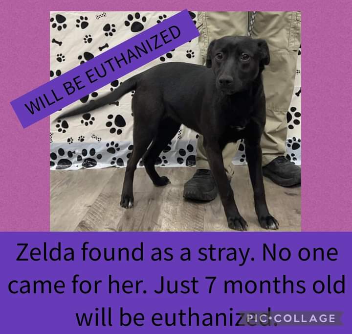 carawil17888192's tweet photo. EU LIST and Can be EU for space. 

***URGENT RESCUE NEEDED*** 

Zelda found as a stray. No one came for her. Just 7 months old will be euthanized. 

Needs shares for a rescue to save her life

A51771072
7 mth
Female
Lab mix
29.90

Mt Pleasant, TX

https://t.co/PxyMemagaV https://t.co/Ddg368jRcW