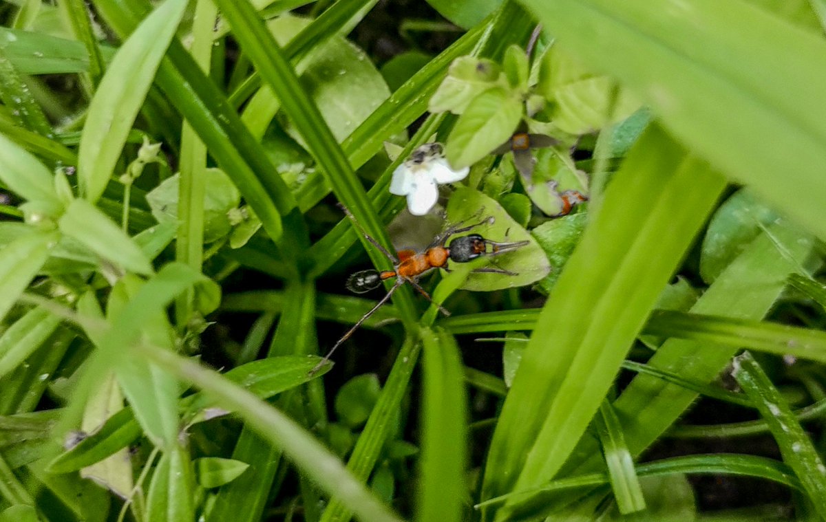 sachi1n's tweet photo. Visiting India means I get to see these amazing ants (especially Poneroids!)

Here are a few terrible images of some species I bumped into. https://t.co/CWl4XQcPHl