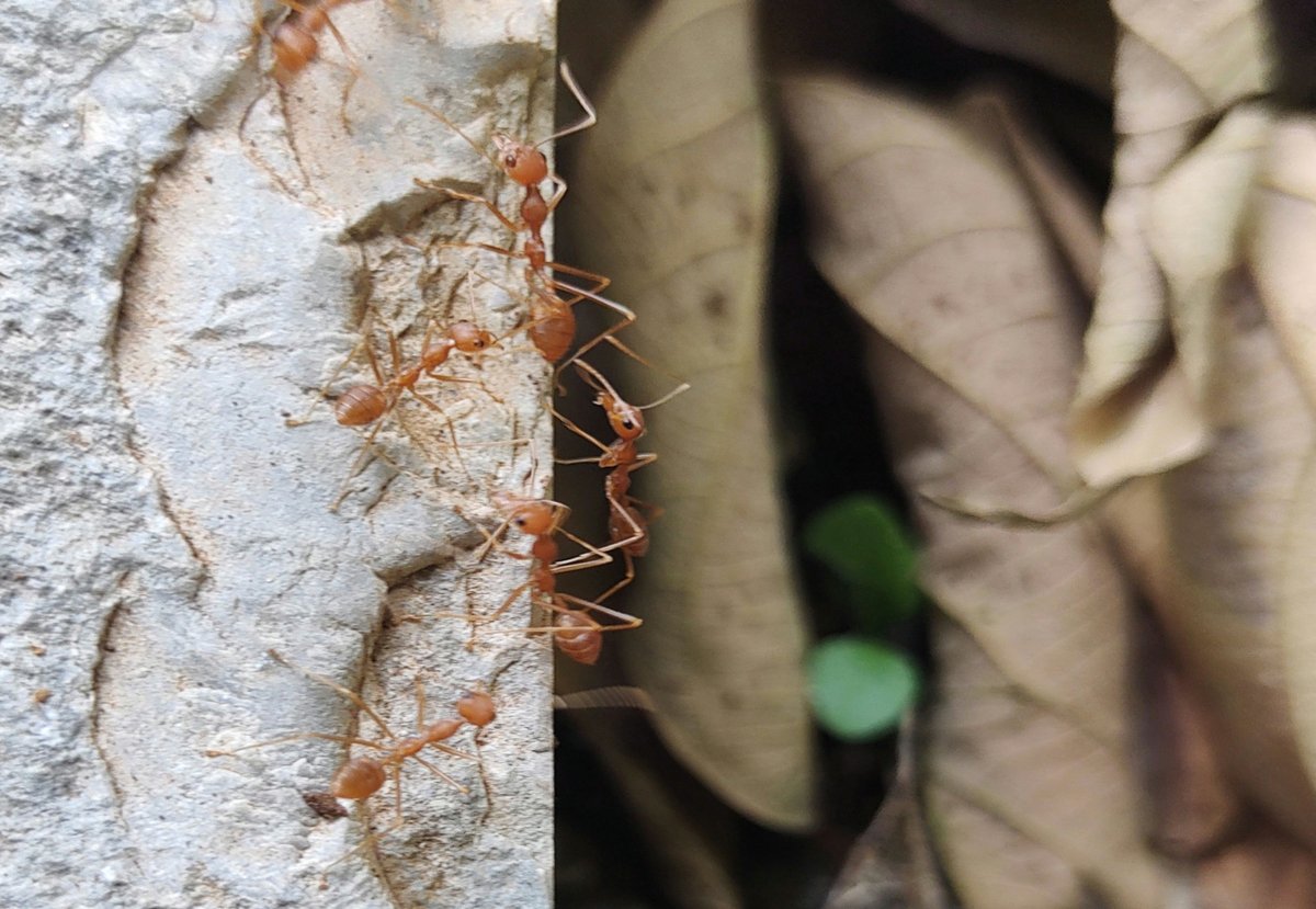 sachi1n's tweet photo. Visiting India means I get to see these amazing ants (especially Poneroids!)

Here are a few terrible images of some species I bumped into. https://t.co/CWl4XQcPHl