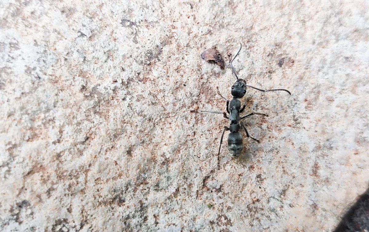 sachi1n's tweet photo. Visiting India means I get to see these amazing ants (especially Poneroids!)

Here are a few terrible images of some species I bumped into. https://t.co/CWl4XQcPHl