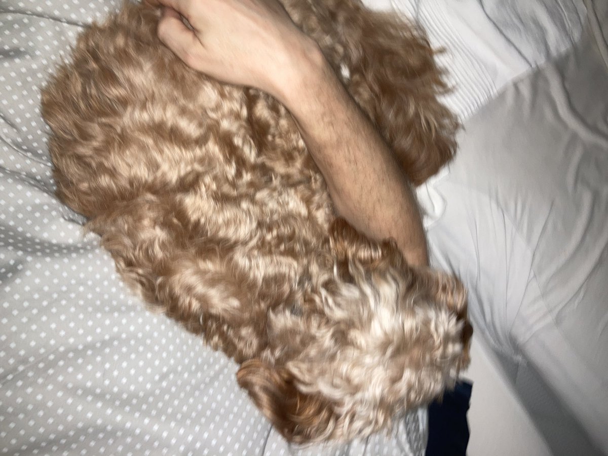 MikkelsenRath's tweet photo. Når man nu vælger at være syg igen hvor man har fri og resten af familien er taget på på tur,er det godt og vide hvem man kan regne med i sygdommens stund 🐶⚽️ #vilrea https://t.co/jzB0fL9Sa3