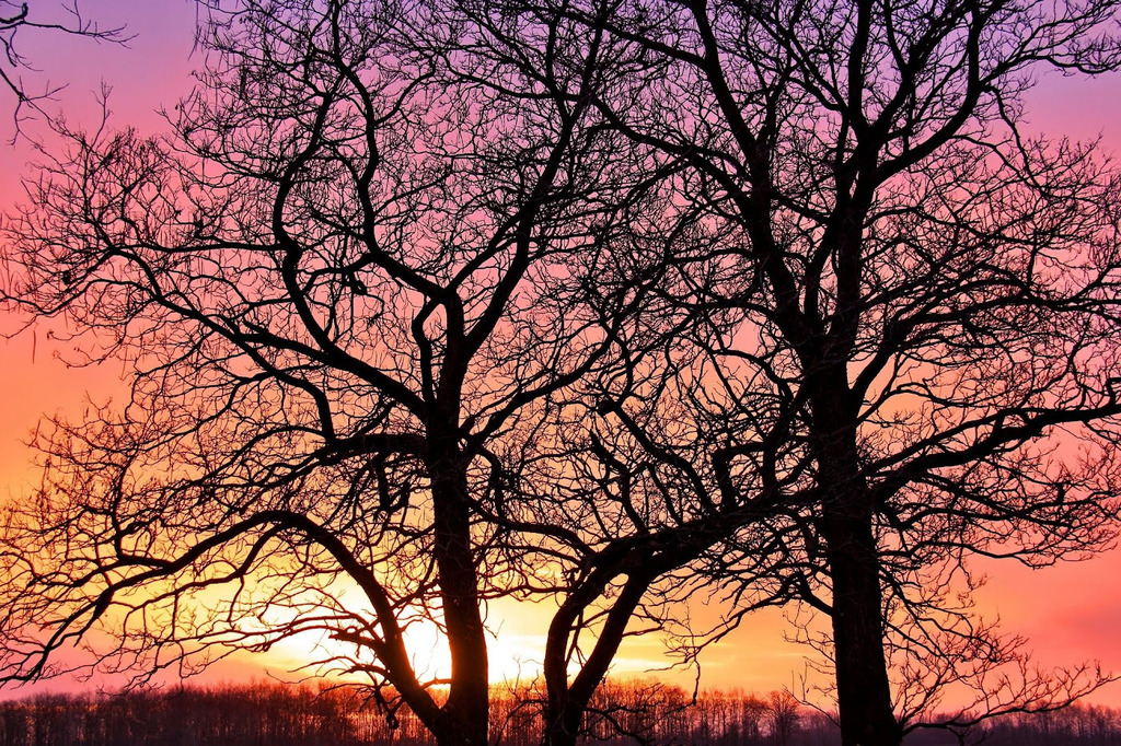 Martin_Crest's tweet image. 𝙒𝙞𝙣𝙩𝙚𝙧 𝙨𝙪𝙣𝙧𝙞𝙨𝙚 𝙩𝙝𝙧𝙤𝙪𝙜𝙝 𝙩𝙝𝙚 𝙩𝙧𝙚𝙚𝙨, January 2021 - for #SunriseSaturday #SilhouetteSaturday, Daily #PhotoTheme #Photography #POTD