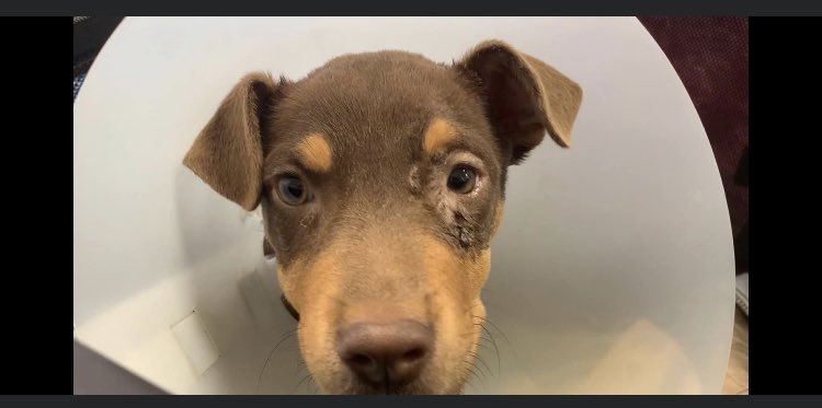 Caringcritters's tweet photo. 🆘🆘🆘DUMPED PUP🆘🆘🆘
Unincorporated Riverside CA
This lucky girl is named Dillon and she is currently under-care through Ridgeline Veterinary Clinic. You can call and comfortably make a donation directly to the clinic at (760) 507-1500. Ask to donate toward ‘Dillion’ under Kim. https://t.co/ICDb5etwCk