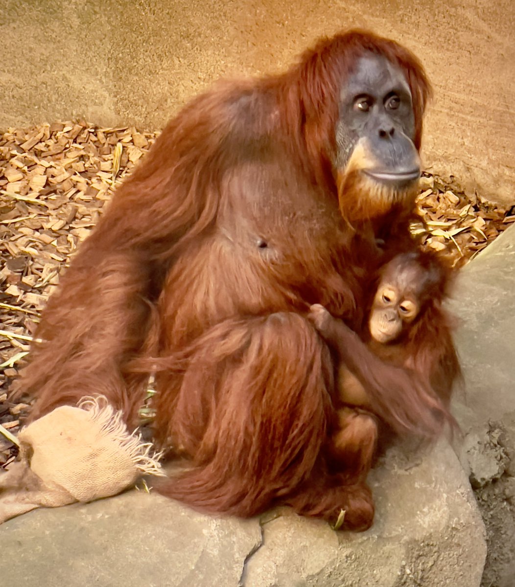 sharpfocus's tweet photo. A fabulous day had today @chesterzoo. So many babies - just wonderful. A very happy place full of new life. #zoos #zoo #chesterzoo #orangutan #orangutanphoto https://t.co/iJvFAs2jiW