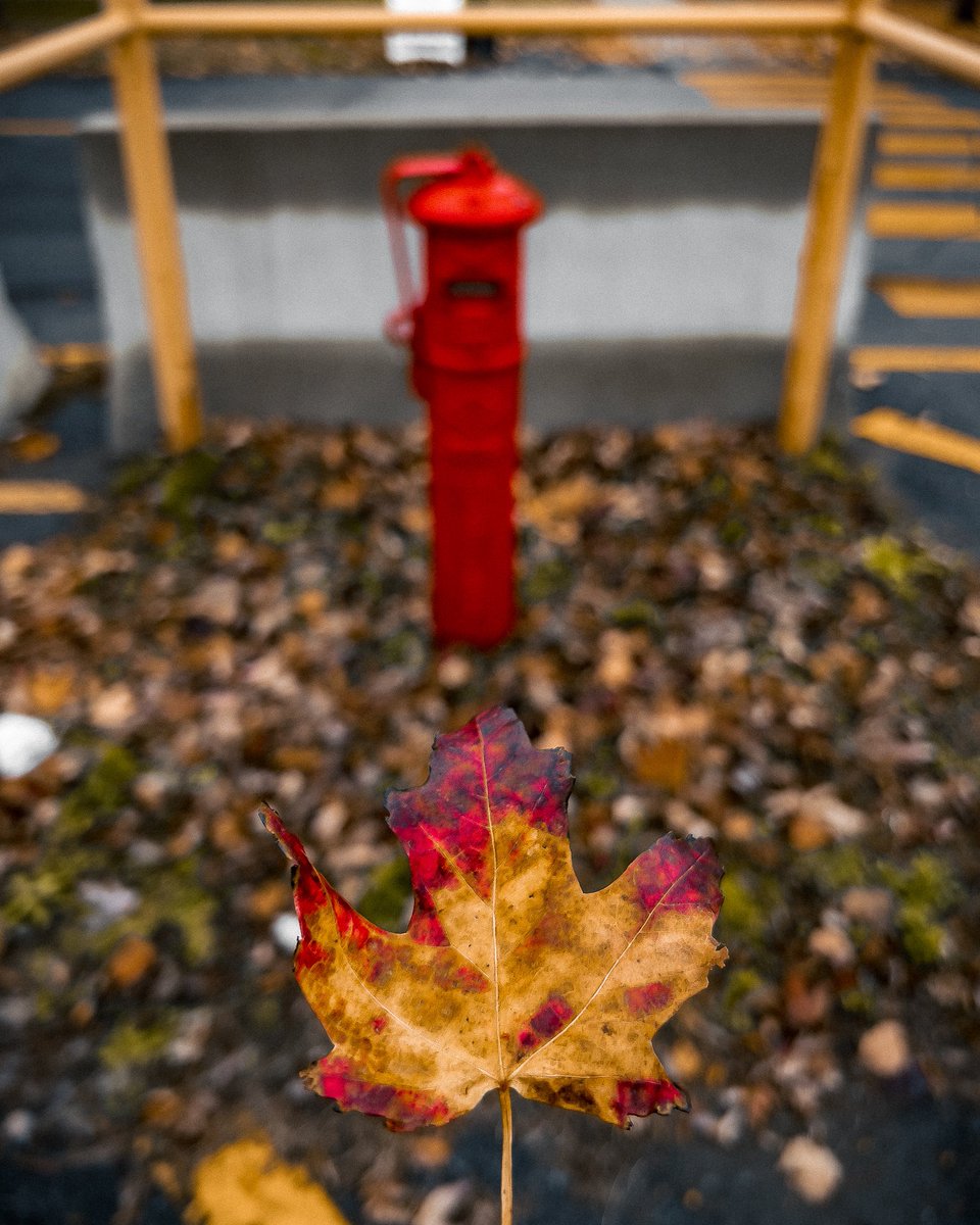 Anisan_i_'s tweet photo. //🍁⭕️𝐂 𝐨 𝐥 𝐨 𝐫 𝐬 ⭕️🍁\\
#streetphotography #streetwalker #autumnfall #mobilephotography #shotoniphone #TweetOfTheDay 
▪️📱📸• 𝕀𝕡𝕙𝕠𝕟𝕖𝟙𝟛ℙ𝕣𝕠𝕄𝕒𝕩 
▪️✍️ 🎨•𝕃𝕚𝕘𝕙𝕥𝕣𝕠𝕠𝕞
https://t.co/M5hw3qcXBc https://t.co/PR8bSLiURj