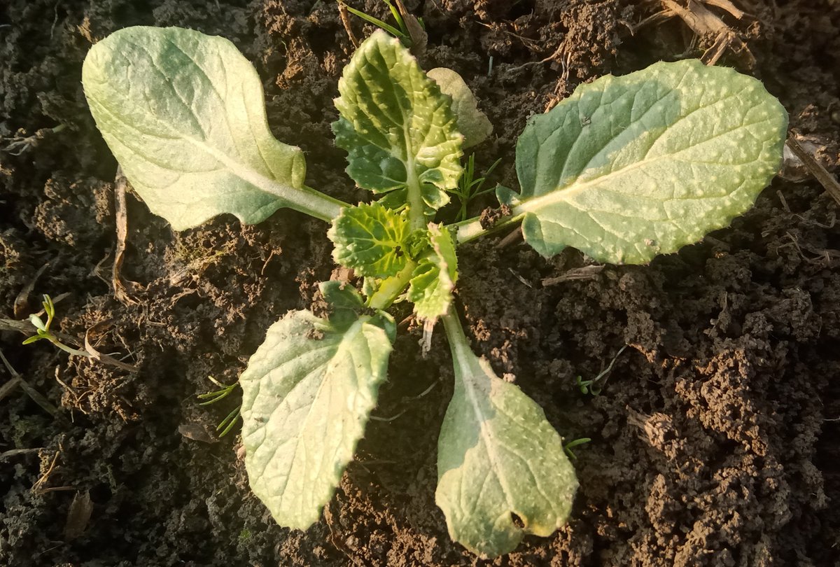 Zxaffar's tweet photo. #Brassica juncea L. (Indian mustard), a typical #brassicacean member, biennial, currently growing at sub zero night temperatures undergoing #vernalization. https://t.co/nDczxAW9Hq