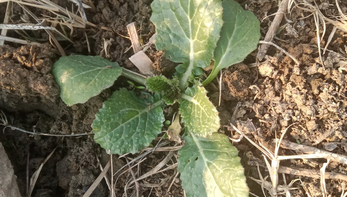 Zxaffar's tweet photo. #Brassica juncea L. (Indian mustard), a typical #brassicacean member, biennial, currently growing at sub zero night temperatures undergoing #vernalization. https://t.co/nDczxAW9Hq