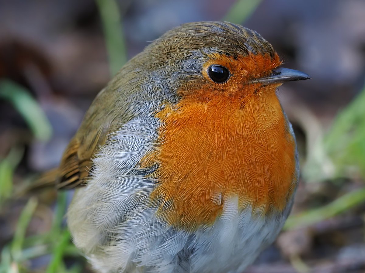 There was a robin in almost every bush along the Sett Valley Trail near New Mills this afternoon.