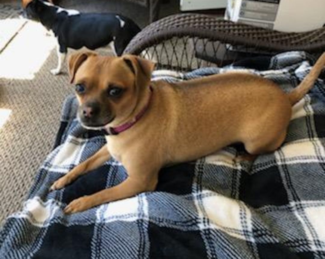 all creatures big and small inc. lacona ny all creatures big and small inc. lacona ny