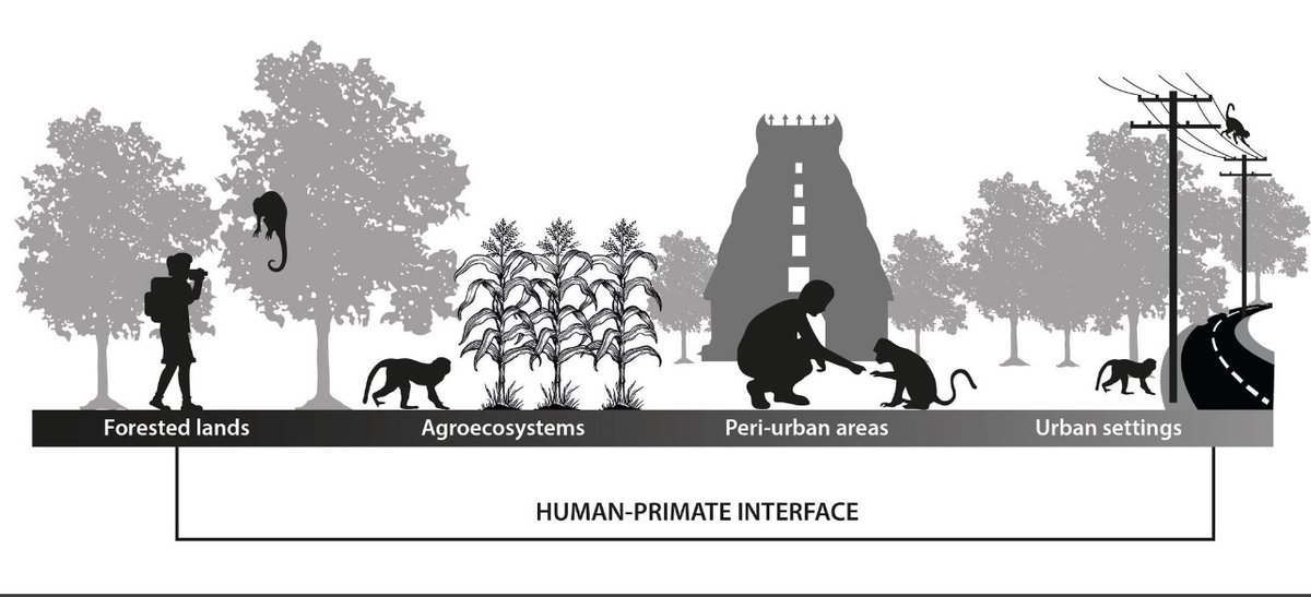 bezanswer's tweet photo. 2 beautiful figures created independently for 2
 diff chapters in new book: Primates in Anthropogenic Landscapes. Chapters by 1: @ethnoprimate, @LilaLoria, Sindhu Radhakrishna, &amp; Asmita Sengupta &amp; 2: @MARspidermonkey, @Partha_Marcus and me. 

Figure twins! So cool! https://t.co/Bxv6WDn9yR