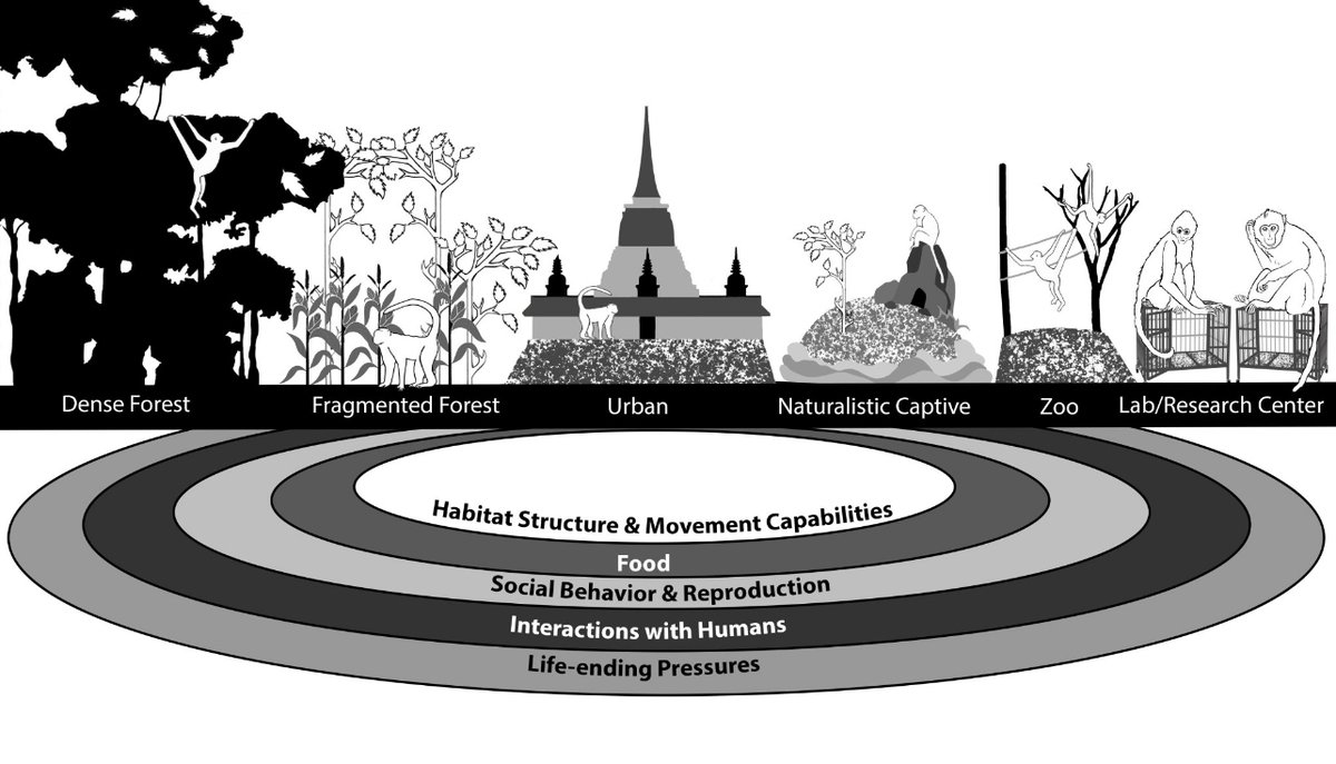 bezanswer's tweet photo. 2 beautiful figures created independently for 2
 diff chapters in new book: Primates in Anthropogenic Landscapes. Chapters by 1: @ethnoprimate, @LilaLoria, Sindhu Radhakrishna, &amp; Asmita Sengupta &amp; 2: @MARspidermonkey, @Partha_Marcus and me. 

Figure twins! So cool! https://t.co/Bxv6WDn9yR