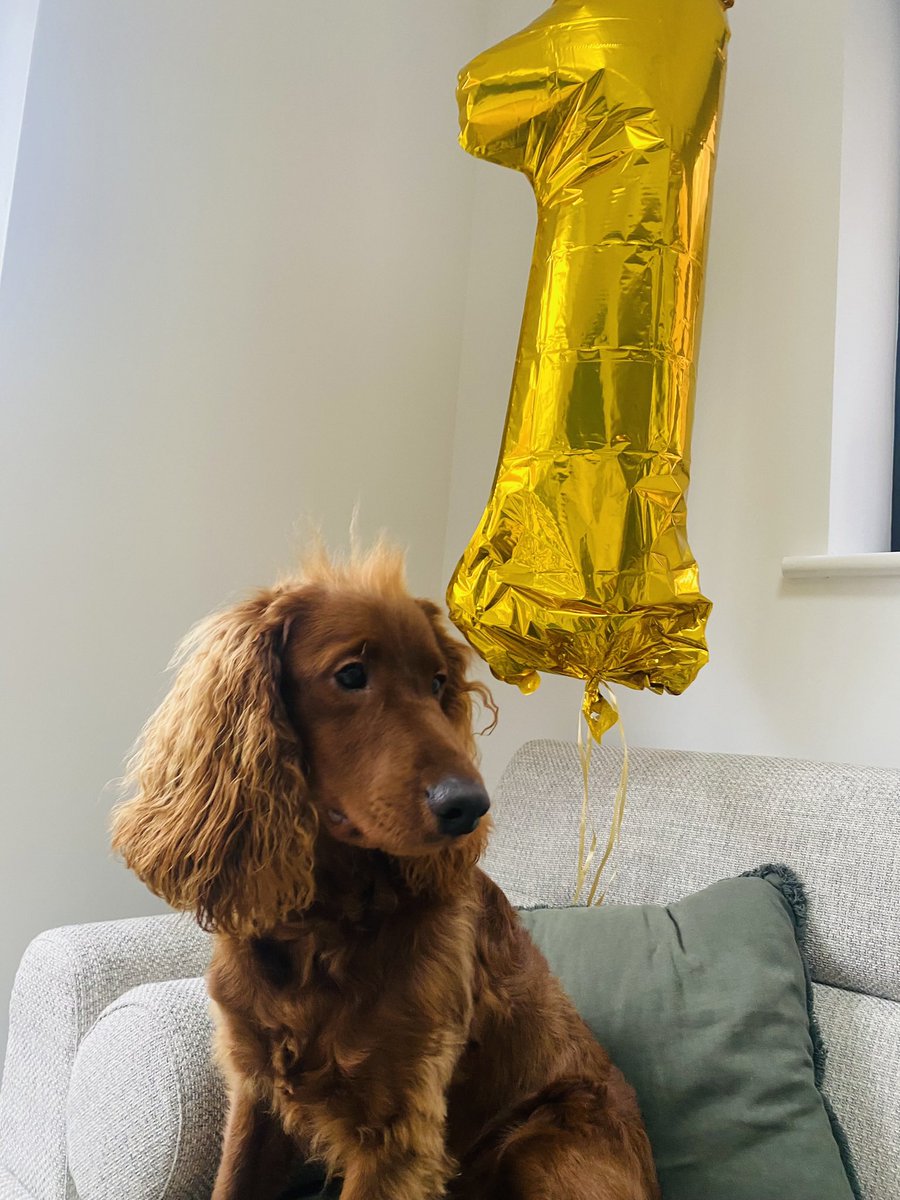 How time flies first week at home to first birthday ……….happy birthday to the baby of the family 🎂🥳🐶