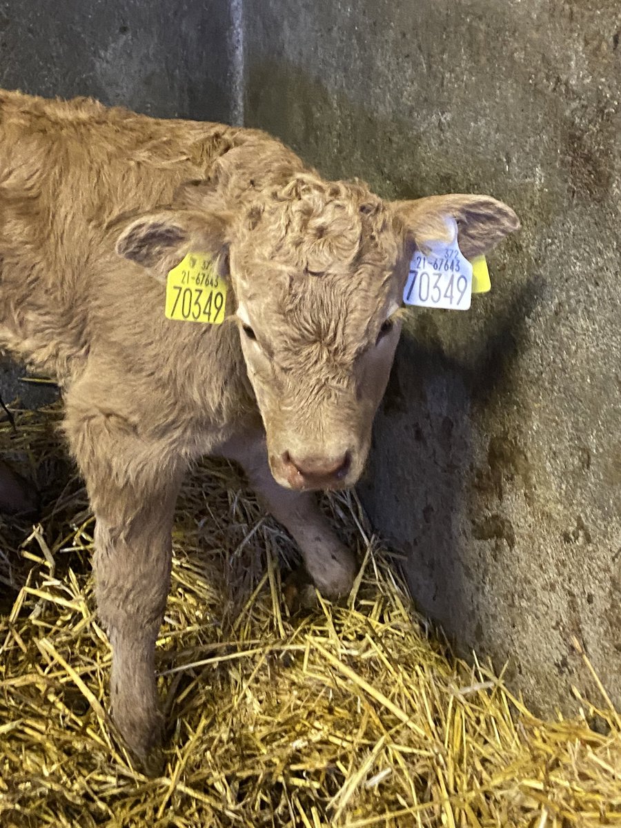 First of 2023, EBY heifer calf (sexed semen) out of an LM2014 maiden heifer. Calved at 275 days gestation with a help from ropes. Sexed semen possible with Sensehub monitoring tag, small heifer on a heifer means she is up and running. I wasn’t looking for a roan 🤥 #newjewellery
