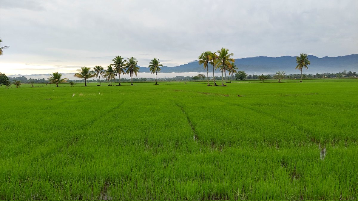 Province Life - Compostella, Davao Oriental, Philippines 🇵🇭 

Rice fields somewhere in Compostella, Davao Oriental, before driving into the mountains on the way to Cateel.  Peaceful, green, fog rolling in the distance. December, 2022.