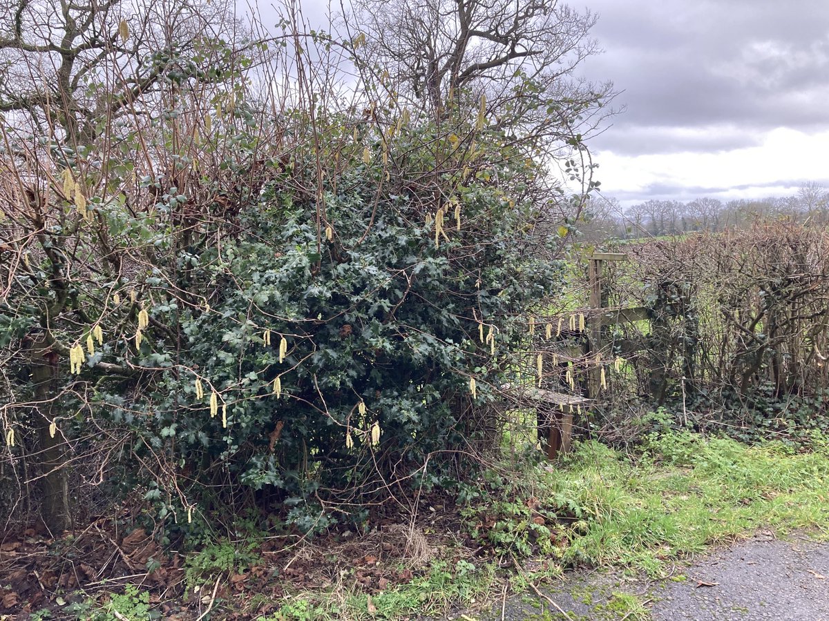 Two bits of the same hedge - one side left uncut for a year and now full of blue tits enjoying the catkins, the other side cut.  Really good to leave some hedges uncut for a year or more and to rotate it around. #hedgerows #farming #naturefriendly