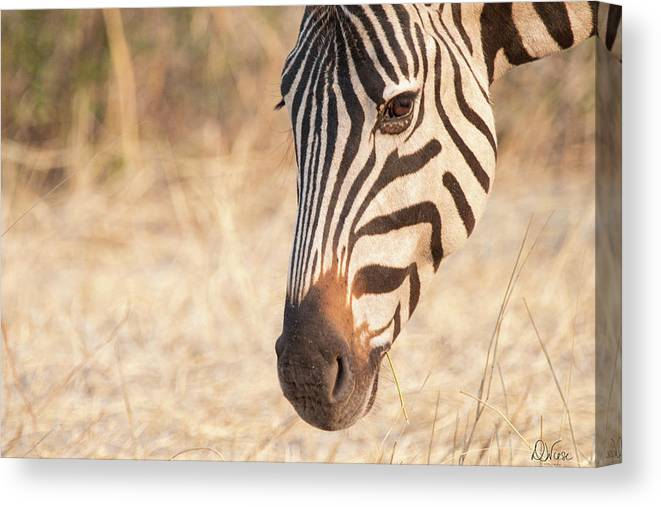 denisew428's tweet photo. #africanzebra #zebra #zebralovers get this upclose image of an #african #zebraface right here! #BuyIntoArt #AYearForArt #wildlife #wildlifephotography #safariphotography
https://t.co/dCP8ENsklQ https://t.co/fCZwjAQqBt