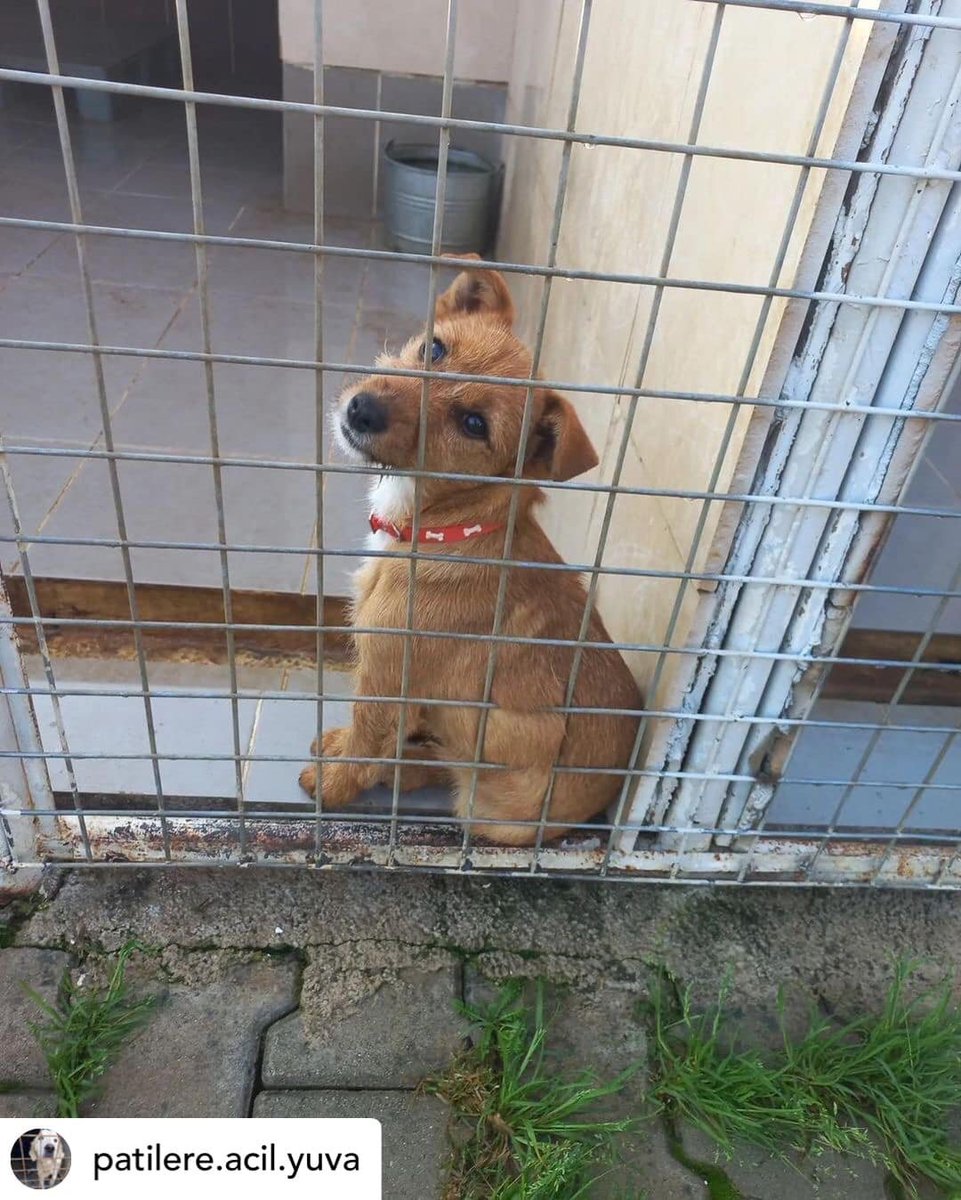 "İZMİR 05413535775 YUVA 
Çok vicdansızsınız çok
Madem bakamayacaksın niye aliyorsun Tasmasi daha boynunda tir tir titriyor korkudan 5 aylik civari2-3 kg kisir disi Enfazla 6-7 kg küçükırk Foxterrier Aile düzeni oturmuş 25yaş üstü kişilere sahiplendirilecek facebook.com/photo?fbid=101…