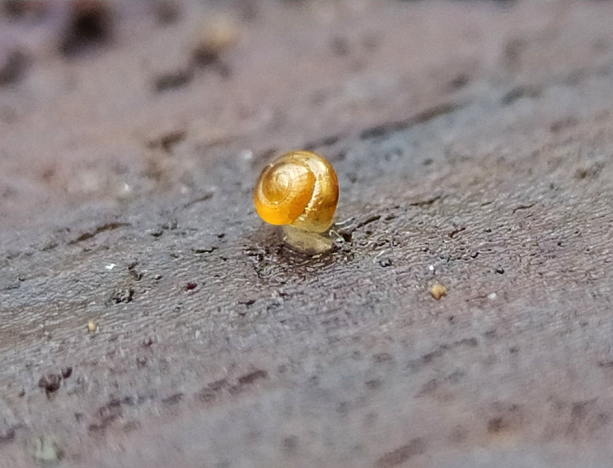 Also from the garden logpile, look. Just look at this snail. Pinkie for scale.
I don't know for sure, but I'm hoping it's a Brown Hive Snail aka Tawny Glass Snail, Euconulus fulvus. 
Why? Because I love all its names. 
The Latin means 'true little cone in yellow-brown.' 🐌💚🍃