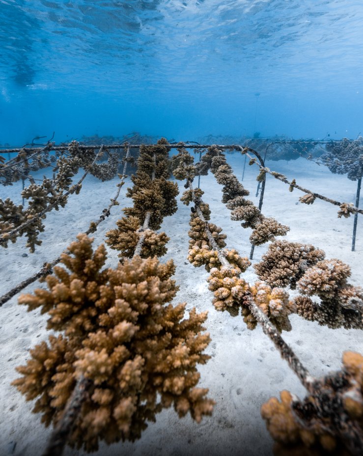 airtahitinuiPF's tweet photo. En 2022, @coral_gardeners a planté 12 000 #coraux ! 🏝️

Ces jardiniers des océans réalisent de nombreuses actions en partenariat avec #AirTahitiNui pour sauver les récifs #coralliens 🌊

Découvrez les photos de notre corde de coraux, à la nurserie de Tiaia 👇

📷 Noé Langronier https://t.co/CRXrRS8irG