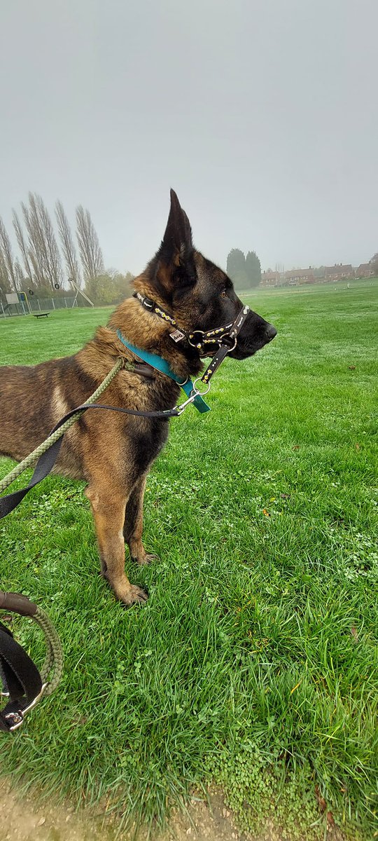gsrescueelite's tweet photo. Alfie is 2yrs old and he has been with us almost a year now, Alfie has made great progress with the #Notts kennels but will need an exp, child and pet free home 
#GermanShepherd #Dogs 
https://t.co/TY8Zn0SGmX https://t.co/r0OBJf5Uov