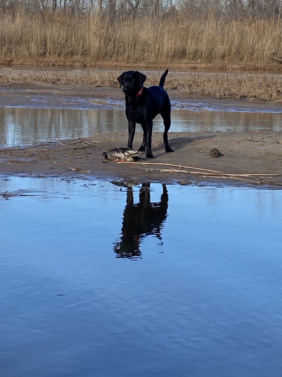 SuzieQuackers2's tweet photo. Slow mornin on the River, but #Tugboat with his first #Greenhead worth every minute waitin for em today!!!!! #LabradorRetriever #OkieDuckDog #RetrieversSaveGame #Tugboat https://t.co/ICSTe5wLr8