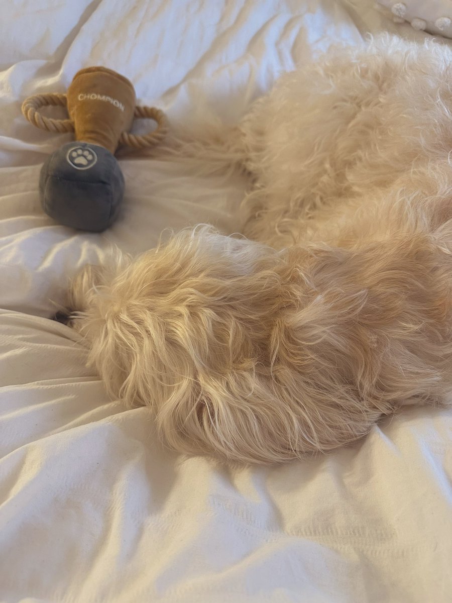 chloeedoc's tweet photo. A fluffy angel cloud 👼🏼☁️🐶 https://t.co/czlGPmCTJn