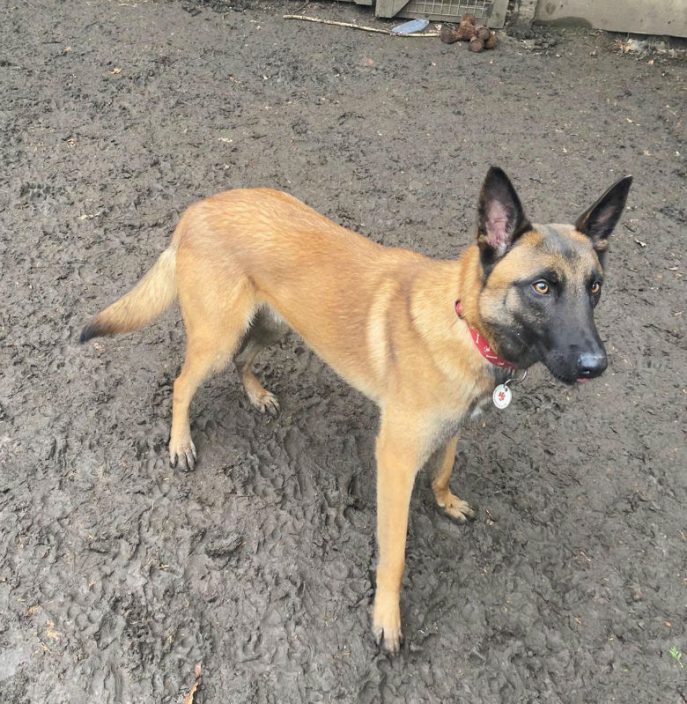 gsrescueelite's tweet photo. Bram is 18mths old and this boy has been in and out of shelters, Bram can live with older kids but he needs a home with breed exp to make sure this move is his last 
#dogs #GermanShepherd #Essex 
https://t.co/7w0ykV7L82 https://t.co/HMYOYYcj5I