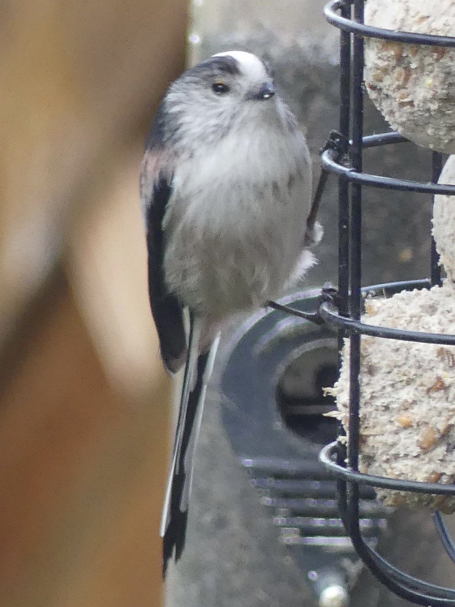 👀 #LongTailedTits 

After the “December Cold Snap” these tiny fragile birds (very susceptible to the cold) seemed to disappear.

So it was great to see these four return to our bird feeder.

One even stayed to pose for a photo.

#birds