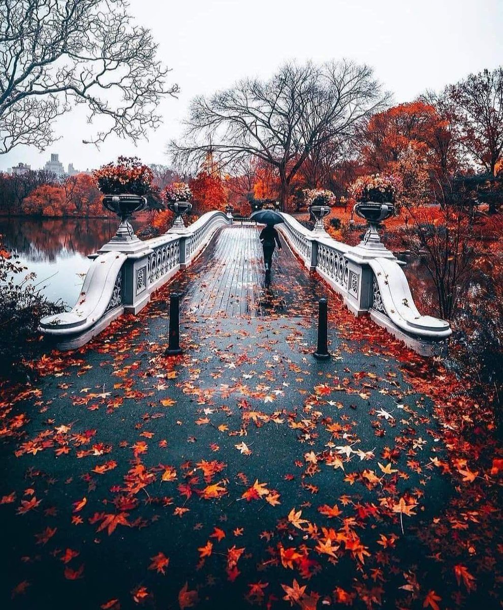 moraimauy's tweet photo. #beautifulBridge 🍂🍁 https://t.co/oiTNn9T6JC