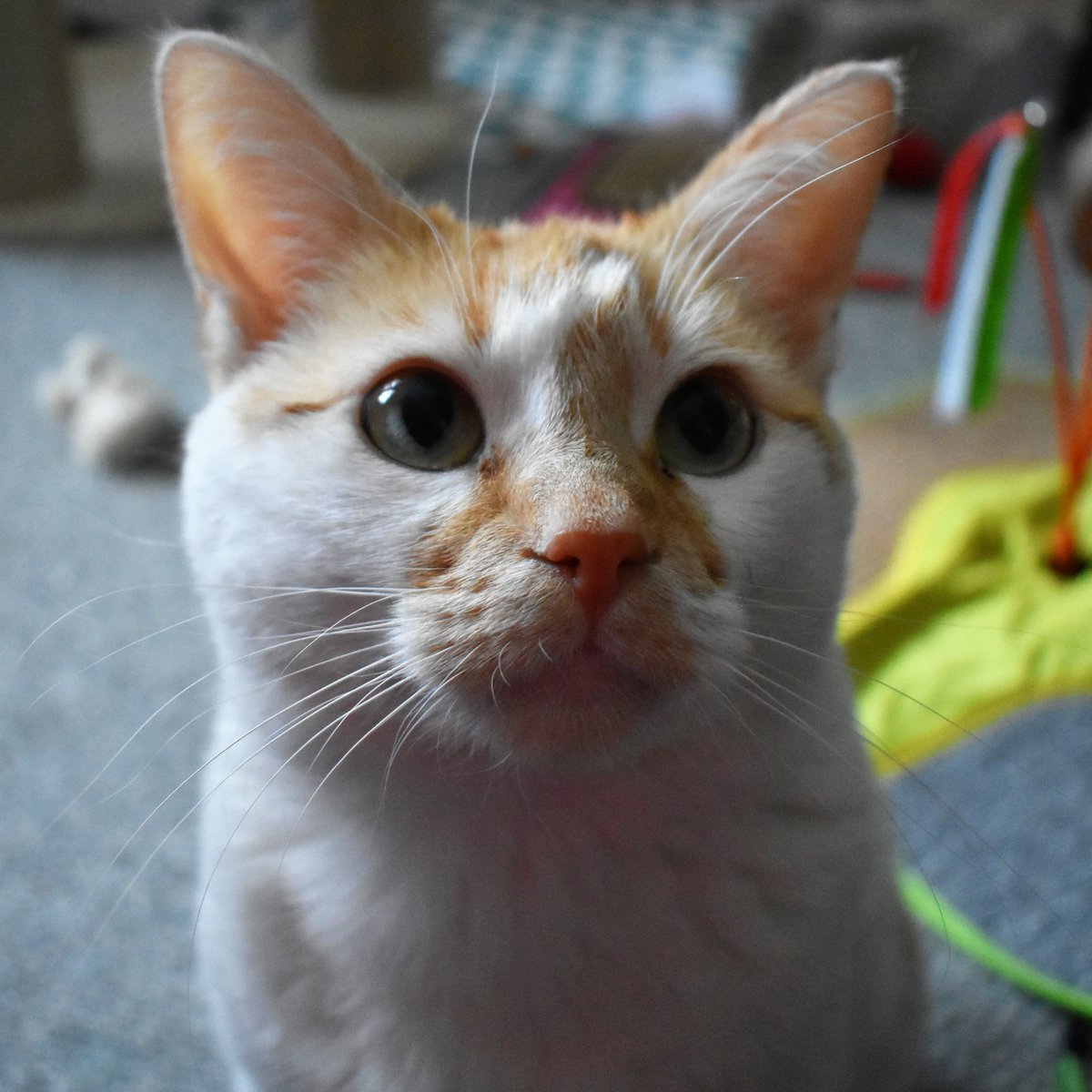 FartyCheddarCat's tweet photo. Losing fwends, it hurts a lot,
It's hard to tell dem bye.
How I wish dey all cud stay,
And neber eber die.

As dey kwoss da waynbow bwij,
It hurts my liddle hart.
Den I feel da luv dey sends,
To show we not apart.

#CheddarPoetry #ILuvYooWalfyForebers  #BestyFwendsForebers #Walfy https://t.co/QXP50qemwH