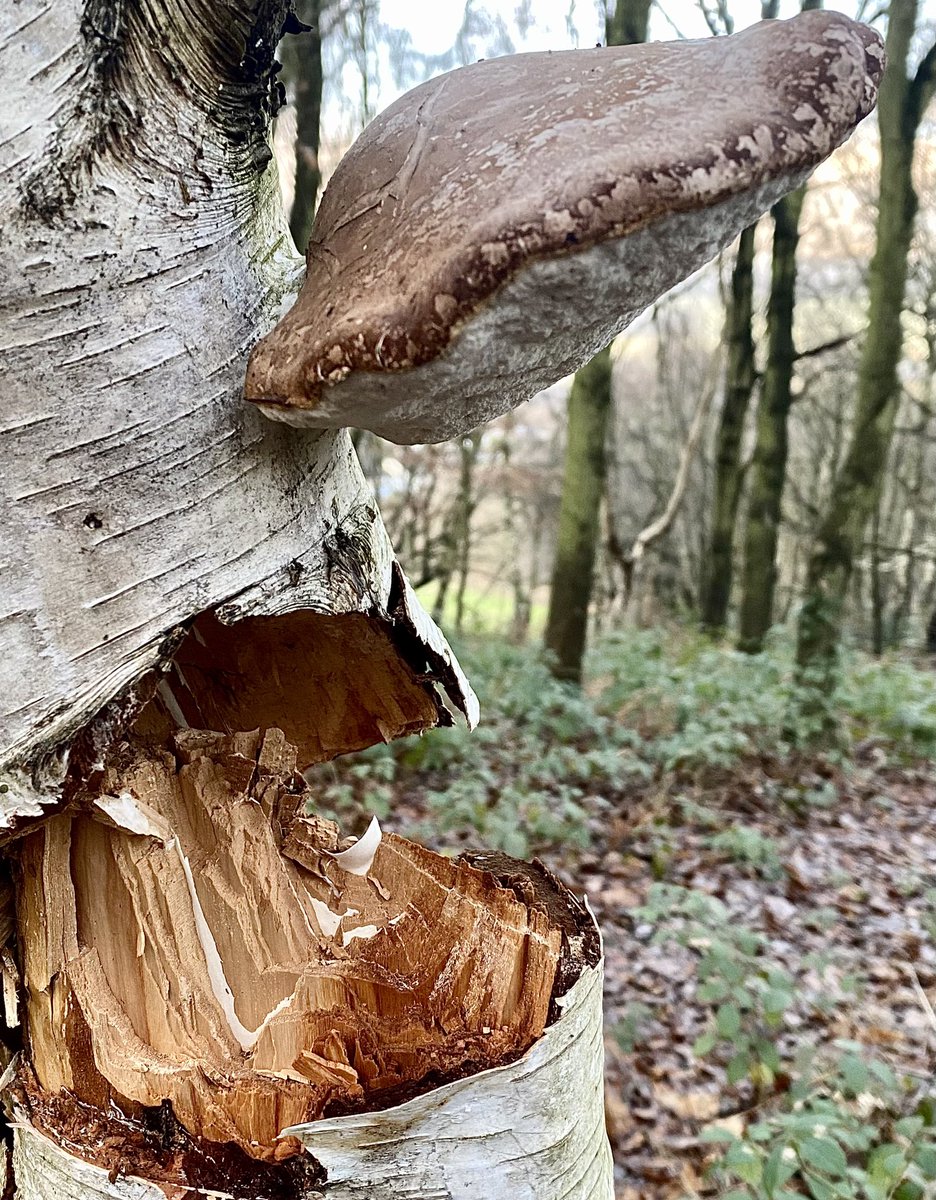 HellingtonBoots's tweet photo. A lovely afternoon for a woodland #walkies ! π₯Ύ
Lots of #Chomps for the #Stellasaurus π¦ πβπ¦ΊπΎ
Todayβs #ChompTutorial demonstrates how to deploy the side-teefs to dominate a boingy chomp stick. π
New wellies were fab. π
#TeamChomp #LegsAndLaces https://t.co/iJq42JkjN4
