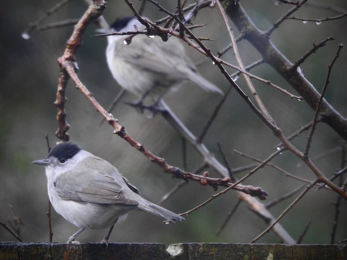 bernoid's tweet photo. Blackcaps every day. #lookingatbirds https://t.co/2tzgucIe28
