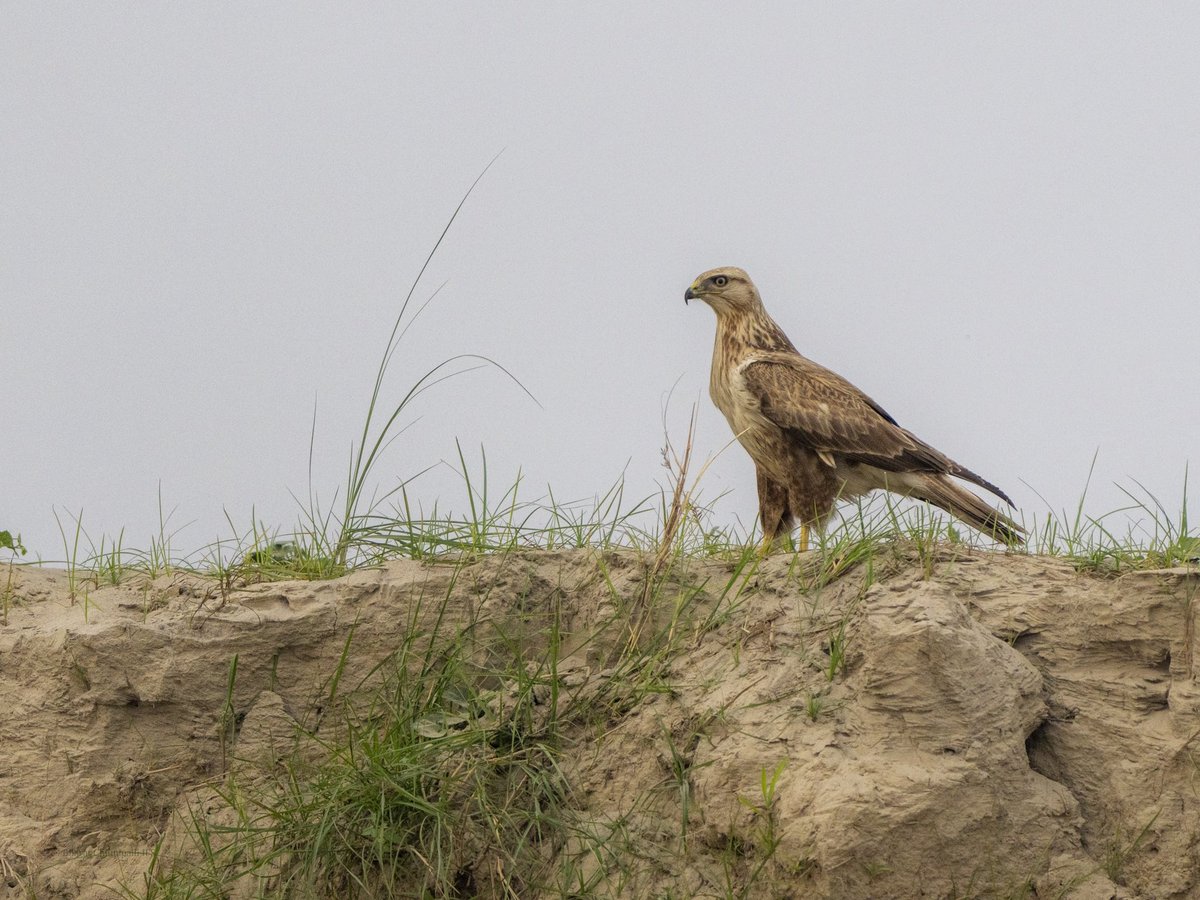 Long-legged Buzzard in @vgds_dolphin #birdphotography #naturelovers #WINTER #birding #conservation