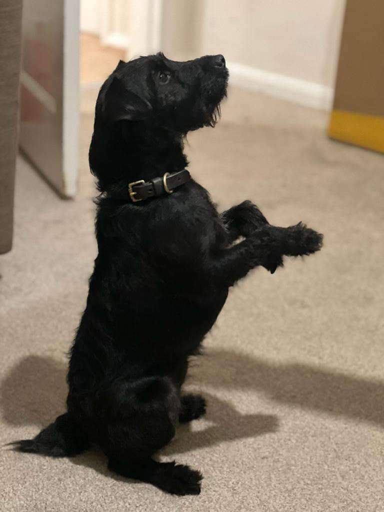 Missing Pets GB tweet media