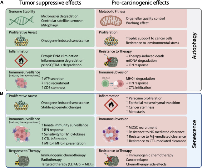 Cell_Metabolism's tweet photo. Meta-hallmarks of aging and cancer https://t.co/OHXOdsAbso https://t.co/0aB0l0xr02