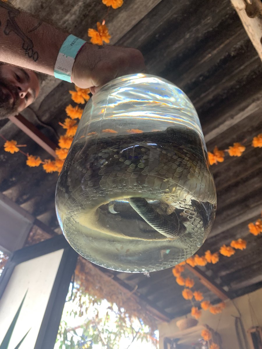 3 Mezcal tours, several palenques, a mixology class focused on local flavours, 20+ agave types and many, many fantastic tastings 😋🤯❤️

#mezcal #tasting #mexico #oaxaca #agave #palenque #mixology #bartender #travelwriter