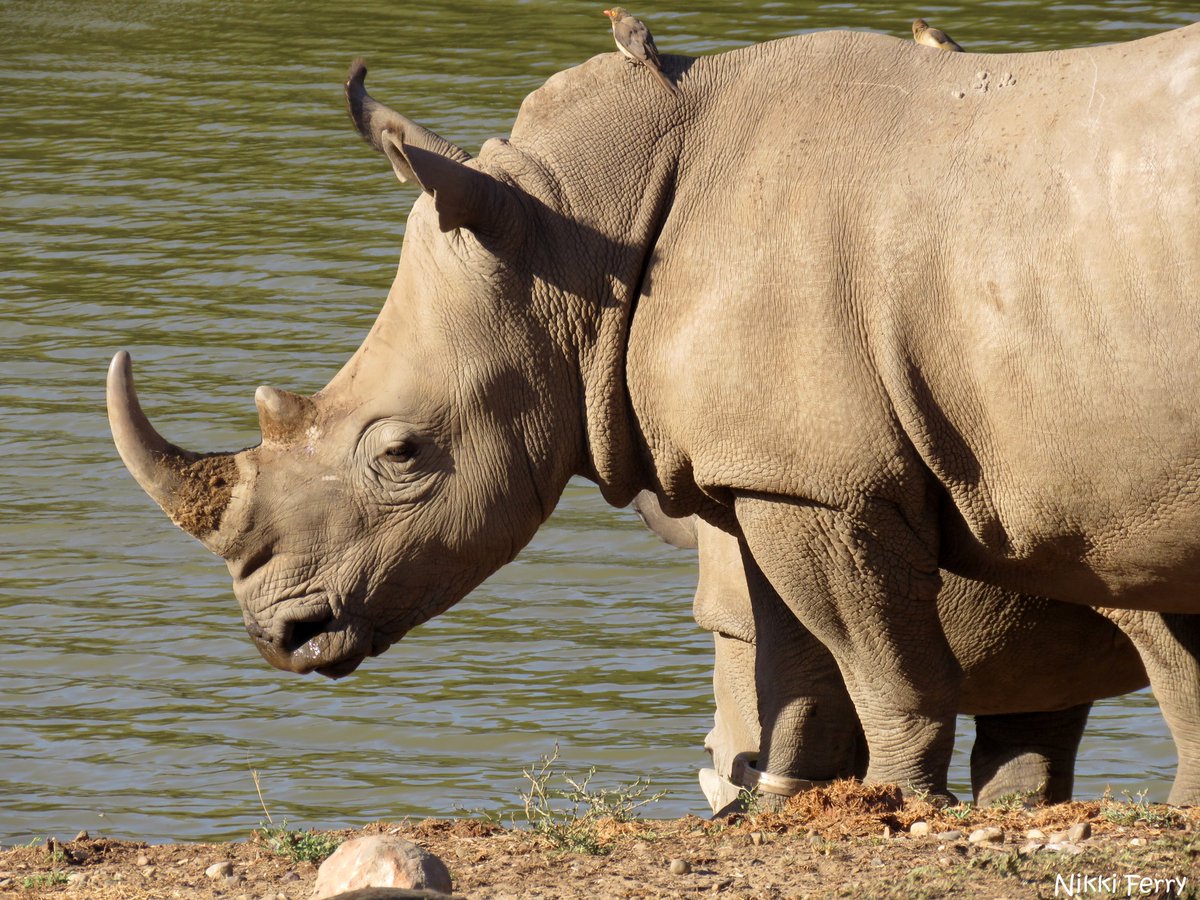 HelpingRhinos's tweet photo. We are deeply saddened to receive news that two rhino carcasses have been found in the Eastern Cape of #SouthAfrica. This is the first poaching in the #EasternCape for 4 years &amp; is a dagger to the heart of everyone who has worked tirelessly to protect the province’s rhinos. (1/2) https://t.co/qy7PtJGoBg