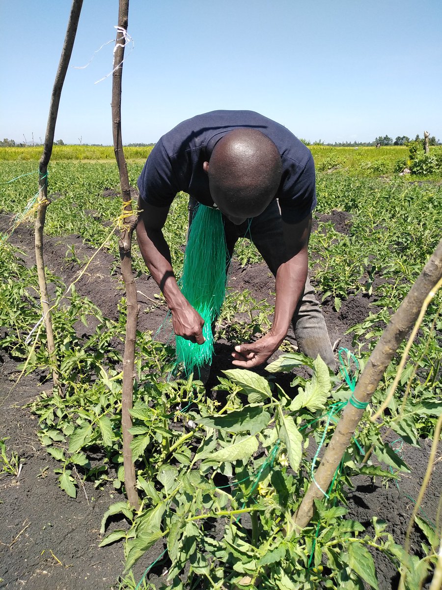 WHY SUPPORT TOMATOES Thread 1/ - Thread from Farm With Fred @Fredmunene ...