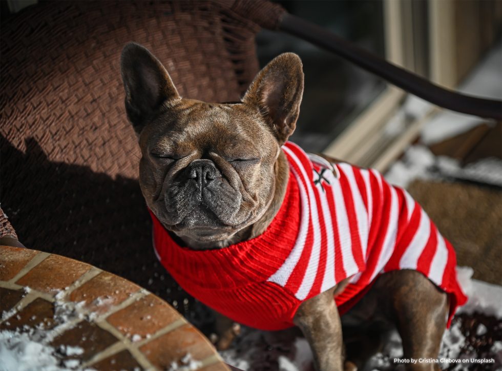 Do you have a dog or cat? Head to our latest blog to read tips on how to best take care of them during the cold winter months. 

animaltravel.com/2023/01/03/pro…

#blog #animalblog #animalcare #winter #canadian #dogs #dogsofig #cats #catsofig