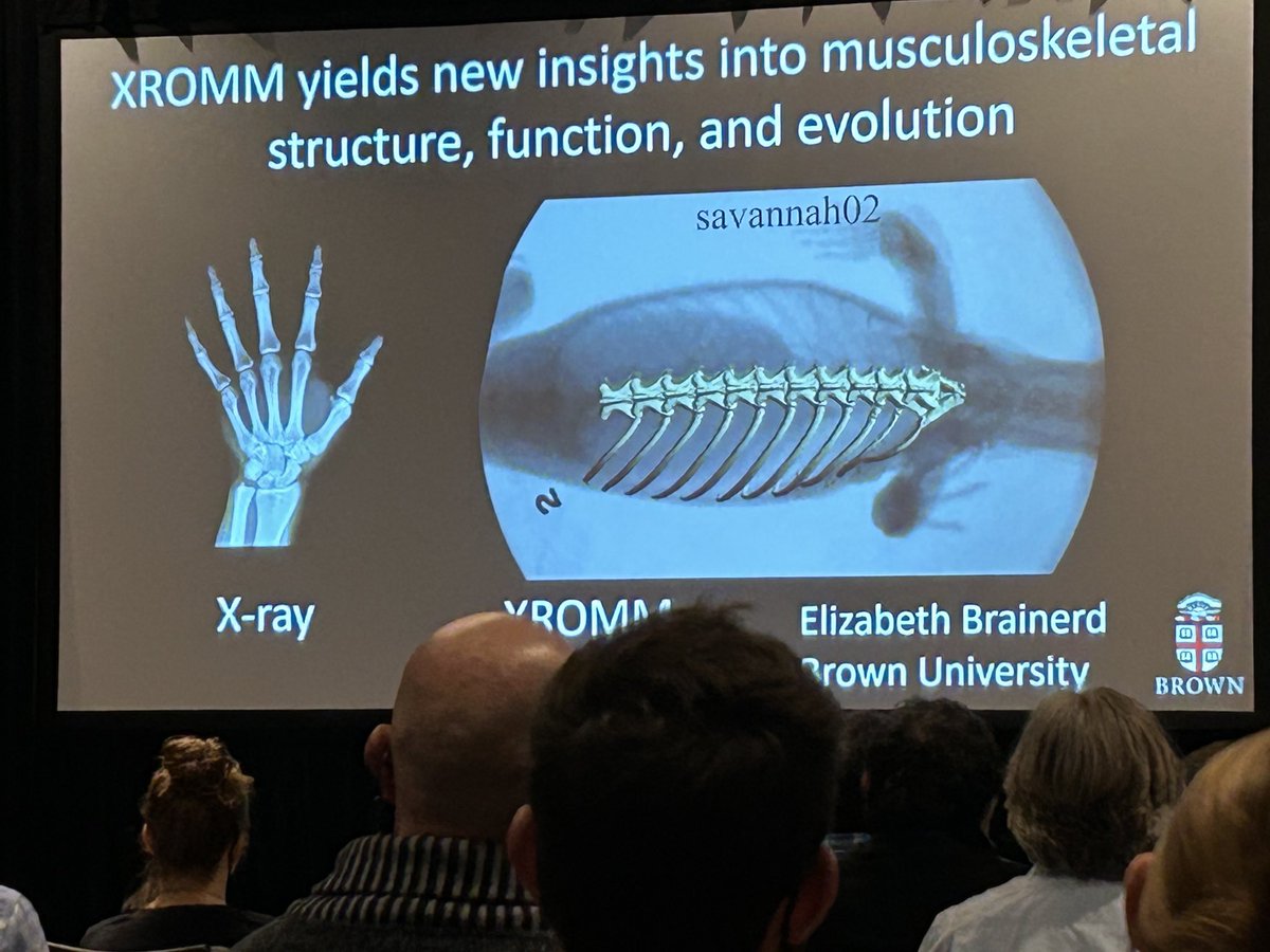 Past President Beth Brainerd ⁦<a href="/SICB_/">SICB</a>⁩ gives us all a beautiful talk on her amazing research!! We are all so grateful for her leadership during the early years of the global COVID-19 pandemic. THANK YOU BETH!! ⁦<a href="/BrownUniversity/">Brown University</a>⁩