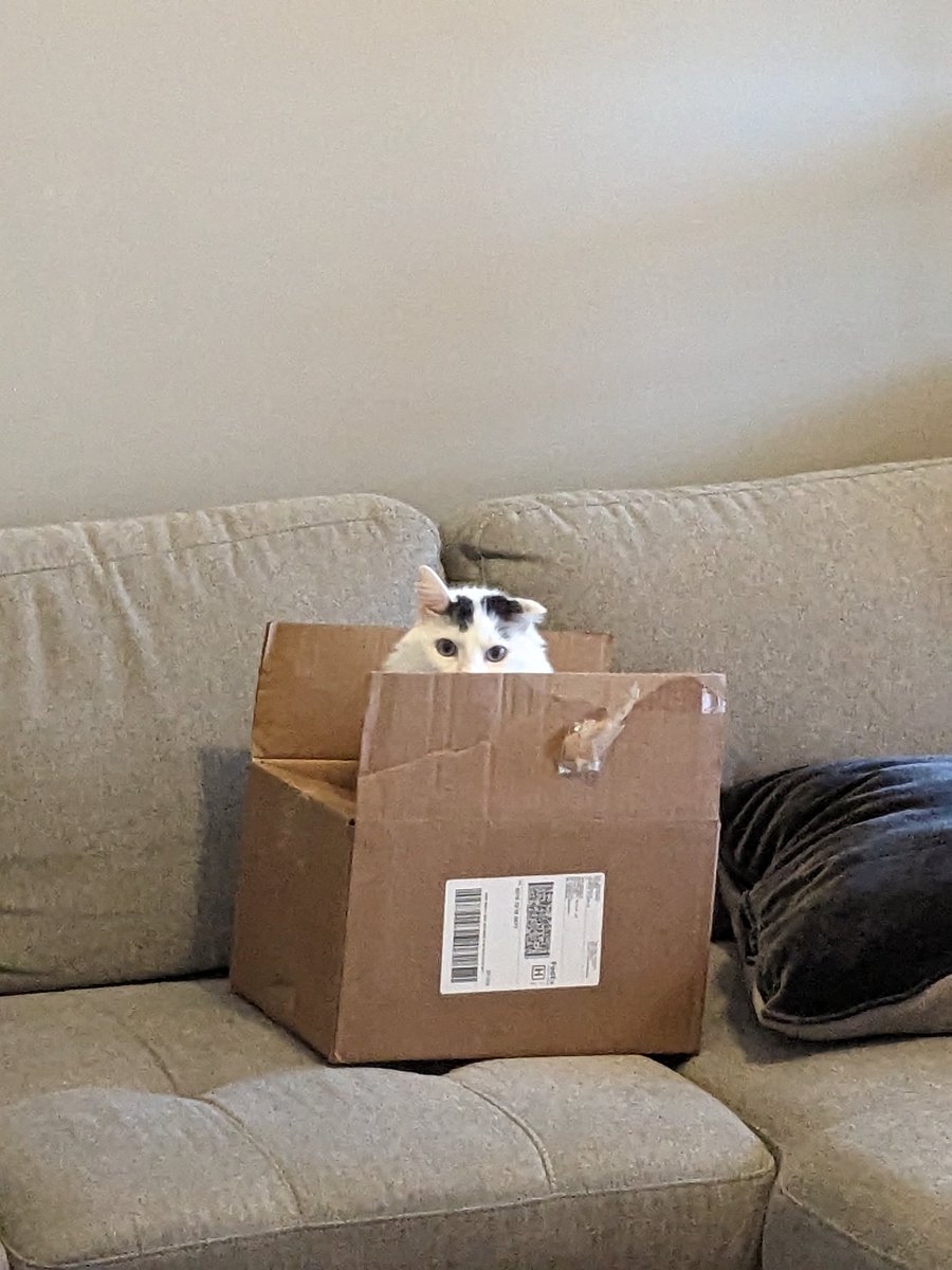 MissRiptide's tweet photo. @TFT He's the most suspicious. He also loves watching me play TFT😂😂 https://t.co/G4c14vdLWm