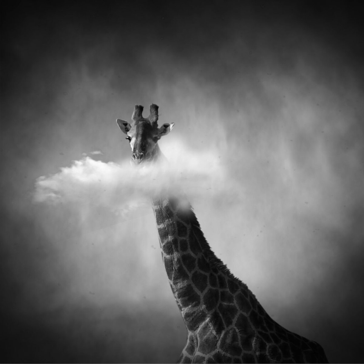 Dreamspace Reloaded, Etude 21. May 2008. Ref-1172: Get prints denisolivier.com/photography/dr…
@stellarequipment #poetic #lost #decorativearts #blackandwhitephoto #bnw #artgallery #imagination #fineartphotography #digitalartist #digitalart #monochrome #surrealism #blackandwhite #giraffe…