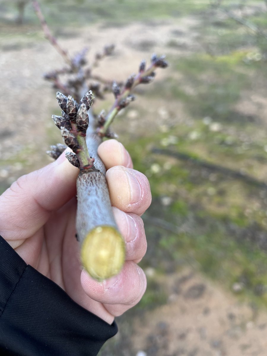 AlbertoVimar's tweet photo. Esta tarde hemos iniciado un ligero pase lateral y techo , solo ajustando el muro de los #Almendros #Vayro en #BajosAragón #caspe con la Prepodadora #FruitMurTopVimar #Prepodadorapolivalente #VimarFruitMurTop https://t.co/KToMrvtaey