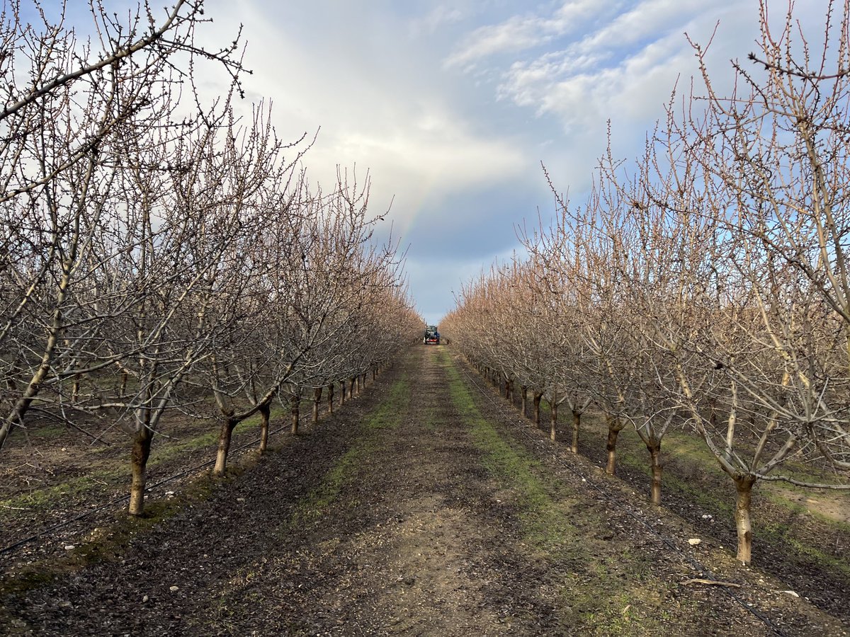 AlbertoVimar's tweet photo. Esta tarde hemos iniciado un ligero pase lateral y techo , solo ajustando el muro de los #Almendros #Vayro en #BajosAragón #caspe con la Prepodadora #FruitMurTopVimar #Prepodadorapolivalente #VimarFruitMurTop https://t.co/KToMrvtaey
