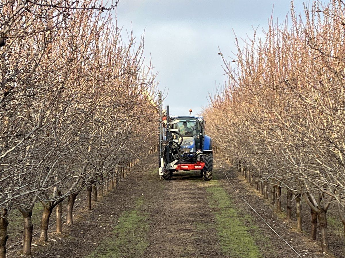 AlbertoVimar's tweet photo. Esta tarde hemos iniciado un ligero pase lateral y techo , solo ajustando el muro de los #Almendros #Vayro en #BajosAragón #caspe con la Prepodadora #FruitMurTopVimar #Prepodadorapolivalente #VimarFruitMurTop https://t.co/KToMrvtaey