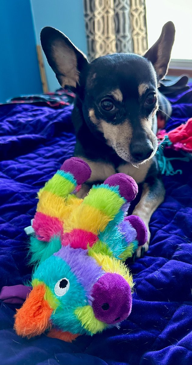 AshleyMelich's tweet photo. @kangminlee Dobby with his Christmas present 🥰 https://t.co/EsNLduJZsV