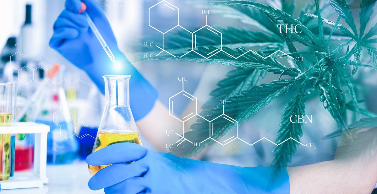 cannaworldj_it's tweet photo. #CWJSAPEVICHE che il Texas è uno stato favorevole allo sviluppo di queste ricerca in cannabis? https://t.co/enTmfKY63D